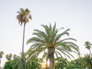 Green beautiful palm tree isolated on blue sky.