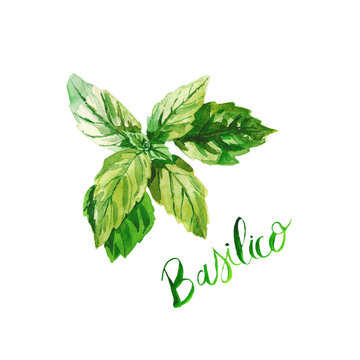 Fresh Green Watercolor Basil Leaves Isolated On White Background Single Plant, Top View From Above. Eco Food Realistic Illustration.