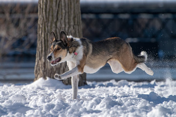 dog in snow
