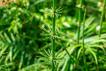 Horsetail plant (Equisetum) closeup - Davie, Florida, USA