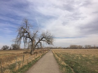 road in the field