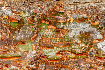 Gumbo-limbo (Bursera simaruba) closeup of peeling tree trunk bark - Topeekeegee Yugnee (TY) Park, Hollywood, Florida, USA