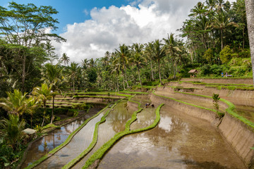 Rice terrace in Balinese countryside