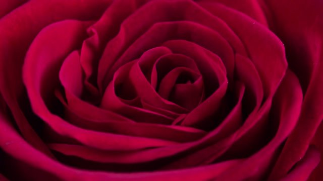 Red Romantic Rose Blooming Time Lapse.