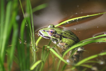 green frog