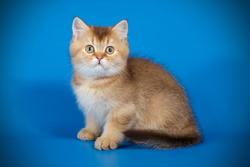Scottish straight shorthair cat on colored backgrounds