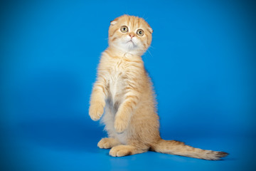 Scottish fold shorthair cat on colored backgrounds