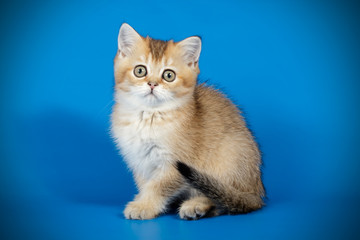 Scottish straight shorthair cat on colored backgrounds