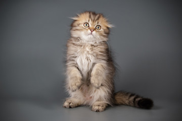 Scottish fold longhair cat on colored backgrounds
