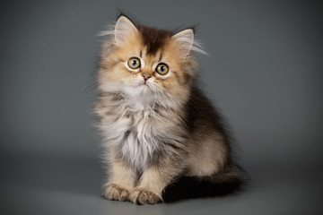Fototapeta premium Scottish straight longhair cat on colored backgrounds