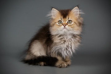 Naklejka na ściany i meble Scottish straight longhair cat on colored backgrounds