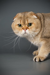 Scottish fold shorthair cat on colored backgrounds