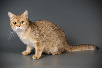 Scottish straight shorthair cat on colored backgrounds