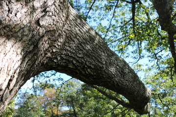 Fototapeta premium Tree Branch