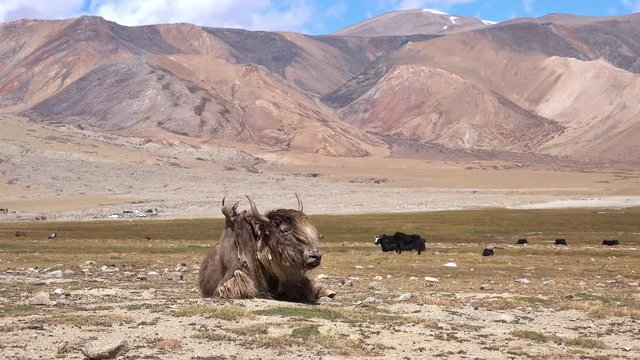 Amazing, cute wild yak relaxing on rocky mountain slope illuminated by sun against Himalaya range on background. Woolly bovine animal in its natural habitat. Ladakh, India. Zooming out video