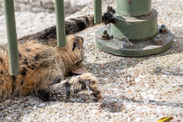 Fototapeta premium A beautiful stray tabby cat stretches and shows his fangs while relaxing on a stone ledge, under an iron fence, in the city of Athens, Greece, where stray cats are common.