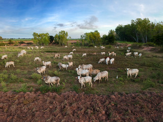 Obraz premium view from drone Herd of Thai domestic beef.