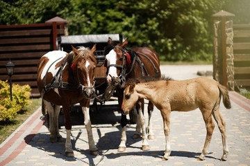 young foal with horses and cart