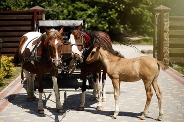 young foal with horses and cart