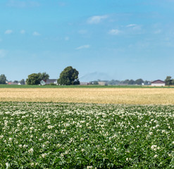Fototapeta na wymiar Blooming potato field. Green and white color.