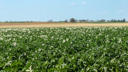 Fototapeta na wymiar Blooming potato field. Green and white color.