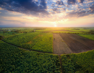 aerial view from drone Sugar cane field with sunset sky nature landscape background.