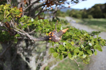 Ftuits  of  the  tree