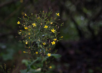 Beautifull yellow flower with dark autumn background somewhere in the forest