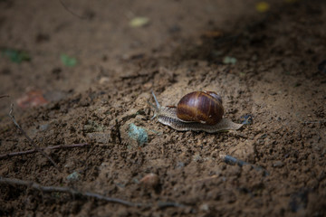 Big snail in shell crawling on road, autumn day in forest,a common garden snail, edible snail or escargot.