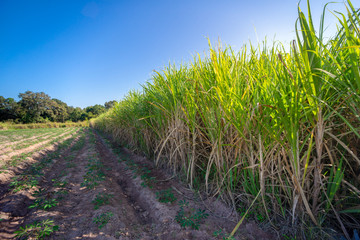 sugarcane, sugar cane field with spring sky landscape.