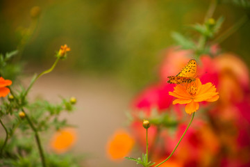 Butterfly On Flower