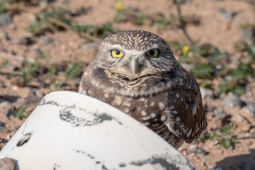 Burrowing Owl In The Arizona Desert