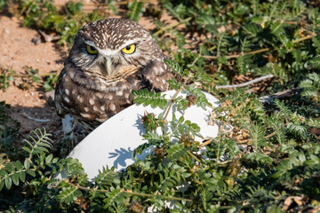 Burrowing Owl In The Arizona Desert