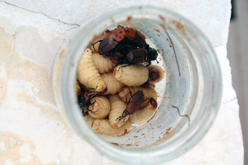 Fototapeta premium red palm weevil 