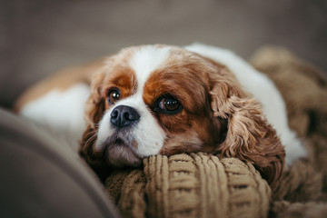 Cute Cavalier King Charles spaniel puppy dog	
