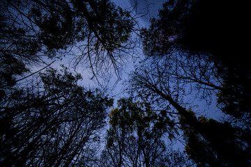 Trees under the stars