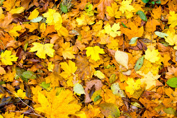 Autumn leaves natural background. Beautiful bright colorful foliage.