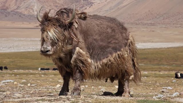 Domestic yak standing and scratching itself against Himalaya mountain slopes and grazing herd on background. Beautiful livestock bovine animal with shaggy hair fluttering in wind. Ladakh, India.