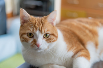 何かを見つめる茶白ネコ
