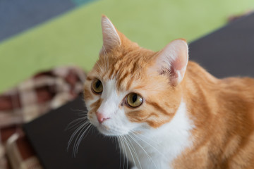 何かを見つめる茶白ネコ