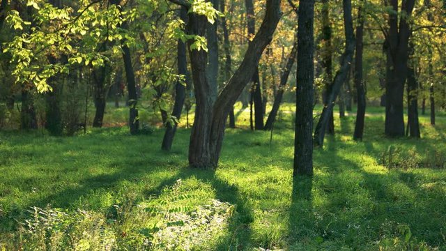 Sun beams in the forest. Beautiful nature background. Calm fall landscape.