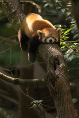 Sleeping red panda on tree branch