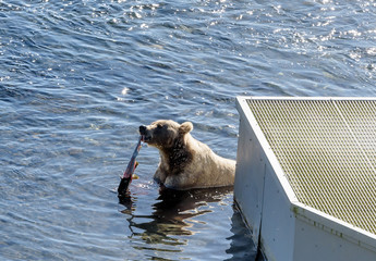 Three Wild Kodiak Bear Cubs Ursus Arctos Middendorffi PLaying on Kodiak Island Alaska