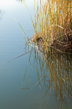 Reflection of Wildgrass