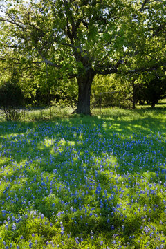 Shaded Bluebonnets