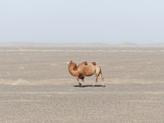 Bactrian camel walking in the desert or gobi in Northwest of China. True to transport a nomad.