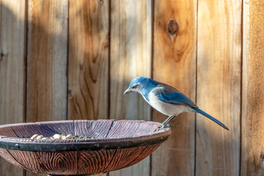 Blue Jay or Scrub Jay at a bird feeder.