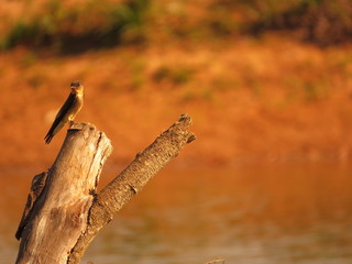 bird on a branch