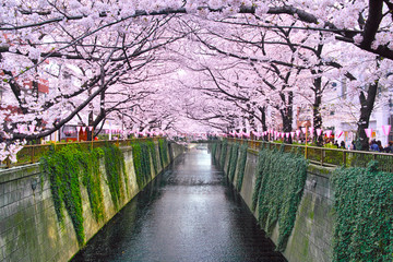 Naklejka premium 春の目黒川桜まつり