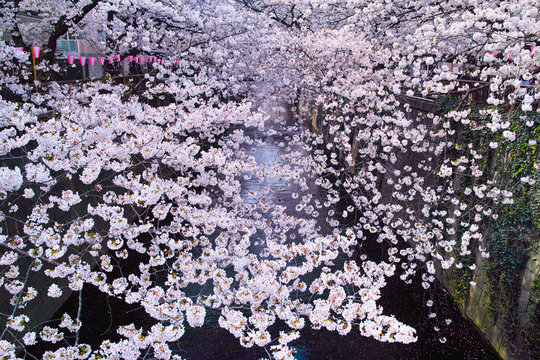 春の目黒川桜まつり

